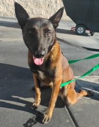 Shelter Stray Male Dog last seen Near BLOCK N TURRILL AVE, 333 Chandler Pl, San Bernardino, CA 92408, USA