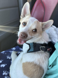 Reunited Male Dog last seen Mona, Los Angeles, CA 90059