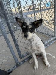 Shelter Stray Male Dog last seen Near BLOCK FRUITVALE AVE, BAKERSFIELD CA 93308, 3951 Fruitvale Ave, Bakersfield, CA 93308, USA