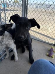 Shelter Stray Male Dog last seen Near BLOCK FRUITVALE AVE, BAKERSFIELD CA 93308, 3951 Fruitvale Ave, Bakersfield, CA 93308, USA