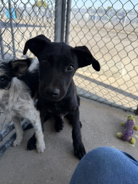 Shelter Stray Male Dog last seen Near BLOCK FRUITVALE AVE, BAKERSFIELD CA 93308, 3951 Fruitvale Ave, Bakersfield, CA 93308, USA