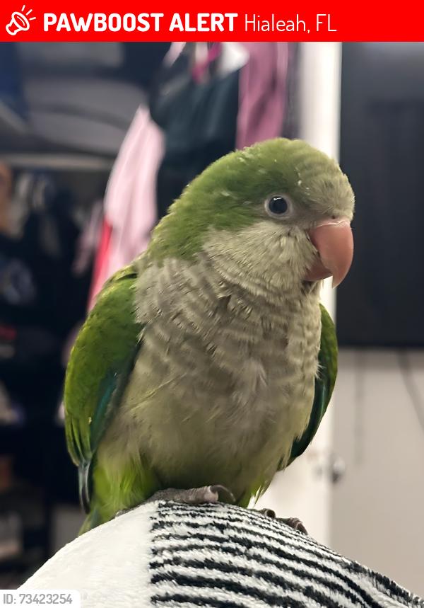 Lost Male Bird last seen across from a gas station, Hialeah, FL 33010