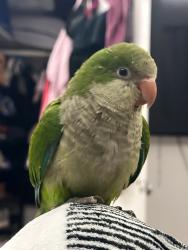 Lost Male Bird last seen across from a gas station, Hialeah, FL 33010