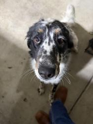 Reunited Male Dog last seen Sheppard and cedar, Fresno, CA 93720