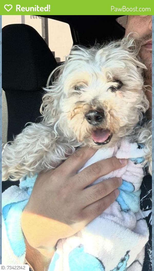 Reunited Female Dog last seen Clinton Keith, The Croft Apartments, building 6, Wildomar, CA 92595