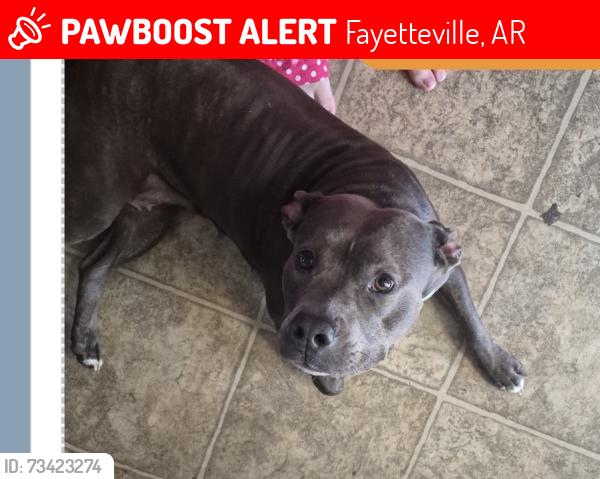 Lost Female Dog last seen Hidden creek, Fayetteville, AR 72704