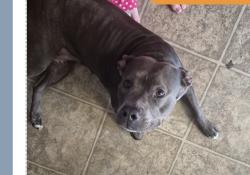 Lost Female Dog last seen Hidden creek, Fayetteville, AR 72704