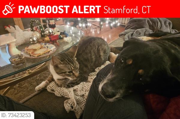 Lost Female Cat last seen Scott Street, Penzanse, Stamford, CT 06902