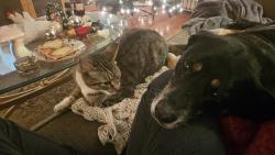 Lost Female Cat last seen Scott Street, Penzanse, Stamford, CT 06902