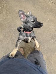 Found/Stray Female Dog last seen Hwy 70, Valdese, NC 28690