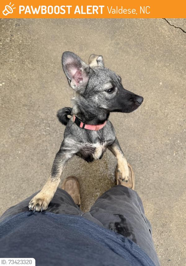 Found/Stray Female Dog last seen Hwy 70, Valdese, NC 28690