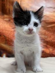 Shelter Stray Female Cat last seen Near Johnstown dr, Unknown, TX, 11300 Nacogdoches Rd, San Antonio, TX 78217, USA
