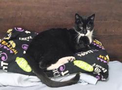 Lost Male Cat last seen Hayden & Indian School, Scottsdale, AZ 85251