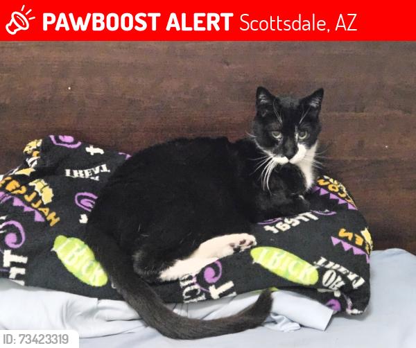 Lost Male Cat last seen Hayden & Indian School, Scottsdale, AZ 85251