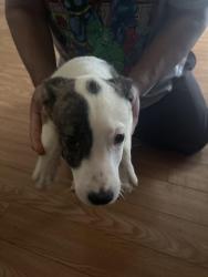 Found/Stray Female Dog last seen Near Aragon, San Antonio, TX 78211