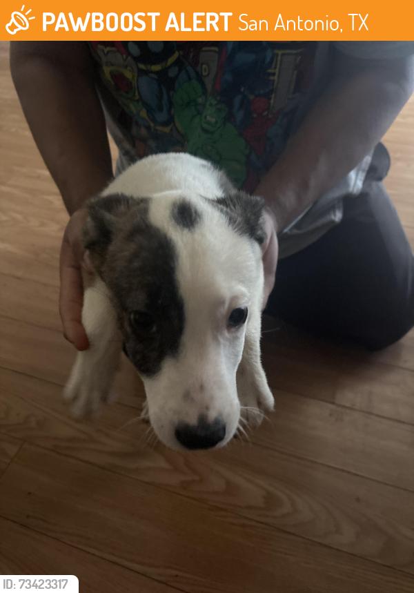 Found/Stray Female Dog last seen Near Aragon, San Antonio, TX 78211