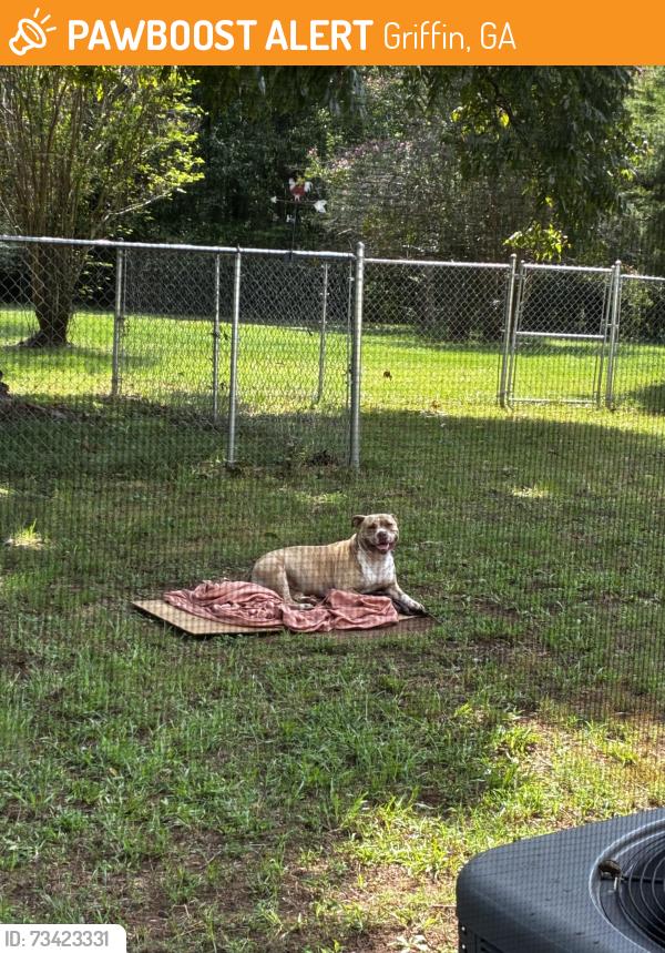 Found/Stray Female Dog last seen Jackson rd, Griffin, GA 30223