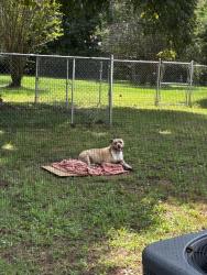 Found/Stray Female Dog last seen Jackson rd, Griffin, GA 30223