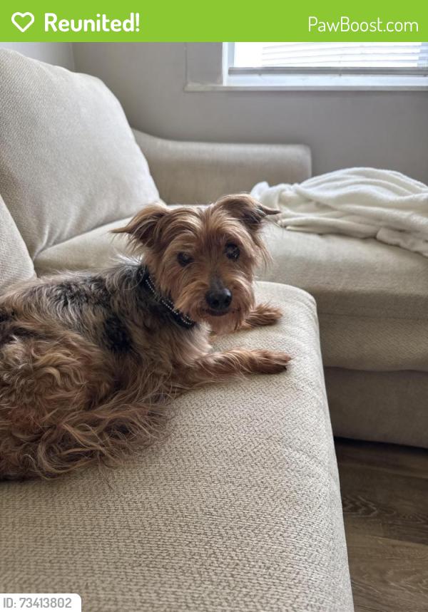 Reunited Male Dog last seen Fleming rd, Columbus, OH 43232