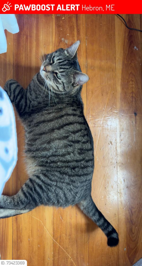 Lost Male Cat last seen Near Paris rd hebron maine, Hebron, ME 04238