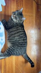 Lost Male Cat last seen Near Paris rd hebron maine, Hebron, ME 04238