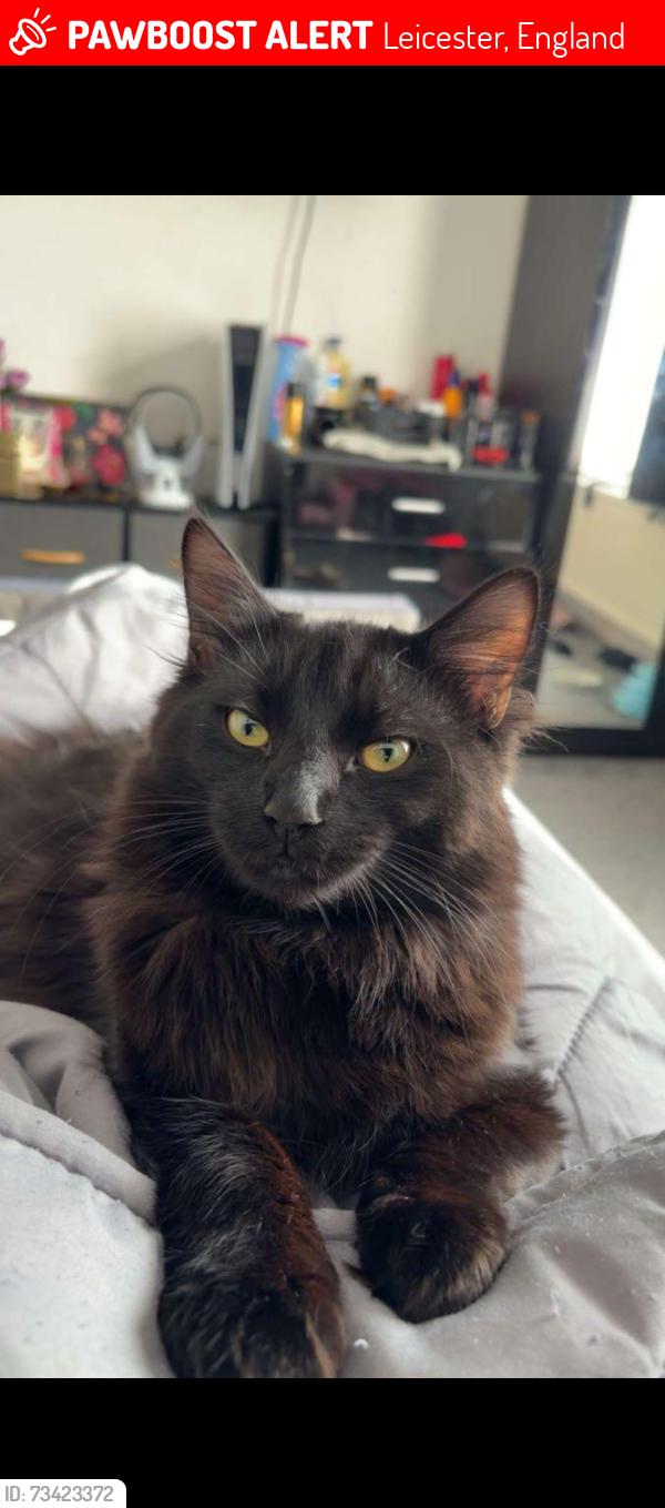 Lost Male Cat last seen Chepstow, Evington road, Leicester, England 