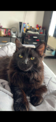 Lost Male Cat last seen Chepstow, Evington road, Leicester, England 
