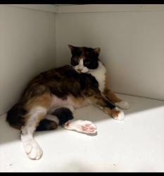 Lost Female Cat last seen Ridge rd, Port Richey, FL 34668