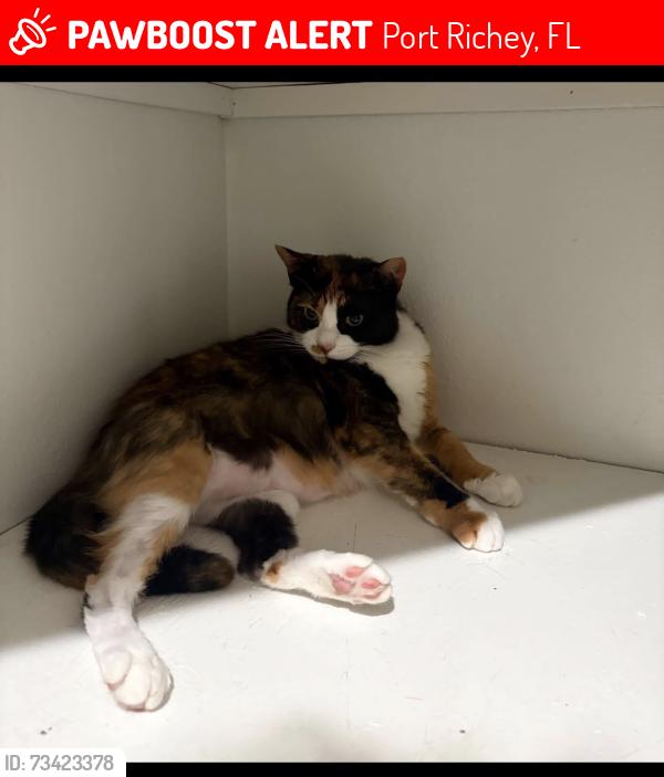 Lost Female Cat last seen Ridge rd, Port Richey, FL 34668