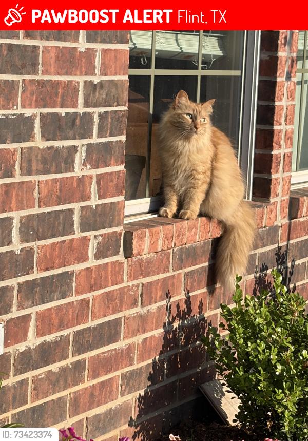 Lost Female Cat last seen Old Jacksonville hwy, Flint, TX 75762