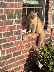 Lost Female Cat last seen Old Jacksonville hwy, Flint, TX 75762