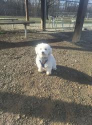 Lost Male Dog last seen Near Custer Avenue, Vandergrift, PA 15690