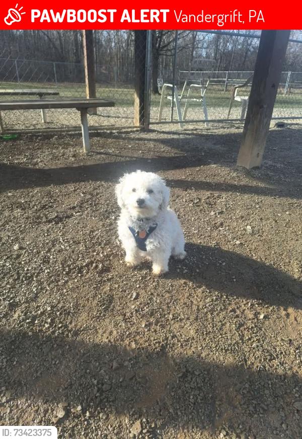 Lost Male Dog last seen Near Custer Avenue, Vandergrift, PA 15690