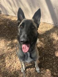 Shelter Stray Male Dog last seen Sports Arena Boulevard, San Diego, CA, 92110, 5500 Gaines St, San Diego, CA 92110, USA