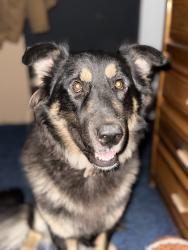 Lost Male Dog last seen Nawaka ave, Rossville, GA 30741