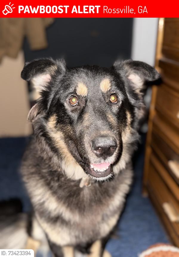 Lost Male Dog last seen Nawaka ave, Rossville, GA 30741