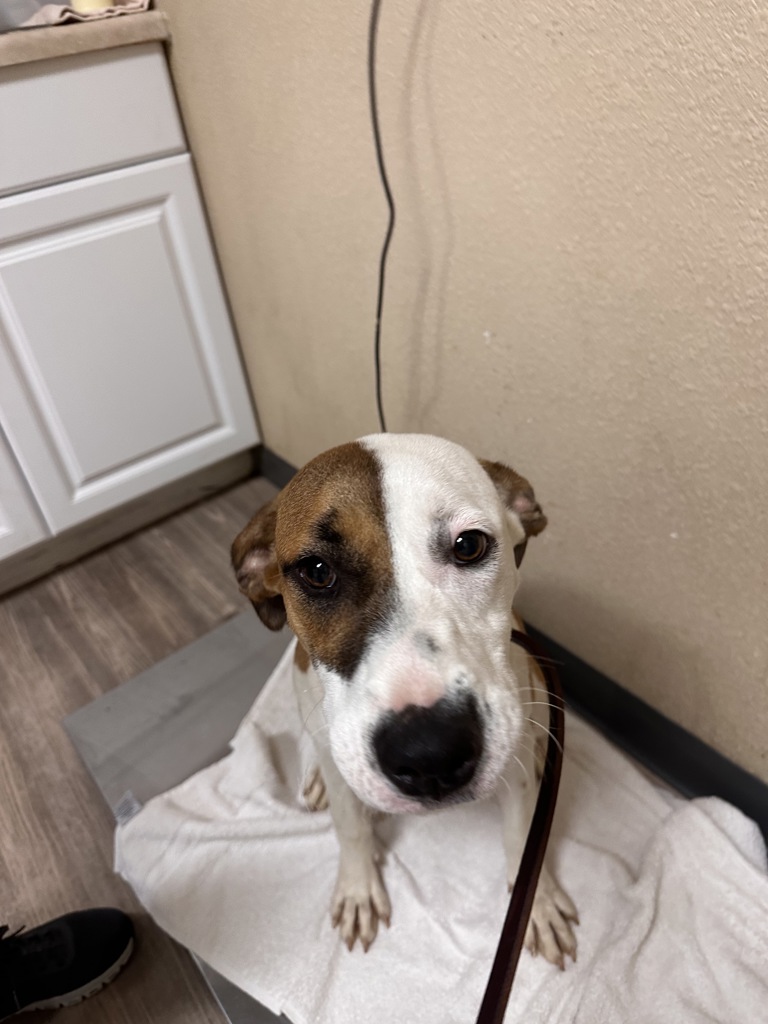 Shelter Stray Female Dog last seen Near Tamarack Avenue, Carlsbad, CA, 92008, Oceanside, CA 92058, USA