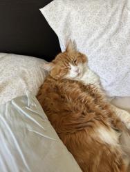 Reunited Male Cat last seen Cross street of Bradley and hill road novato, Novato, CA 94947