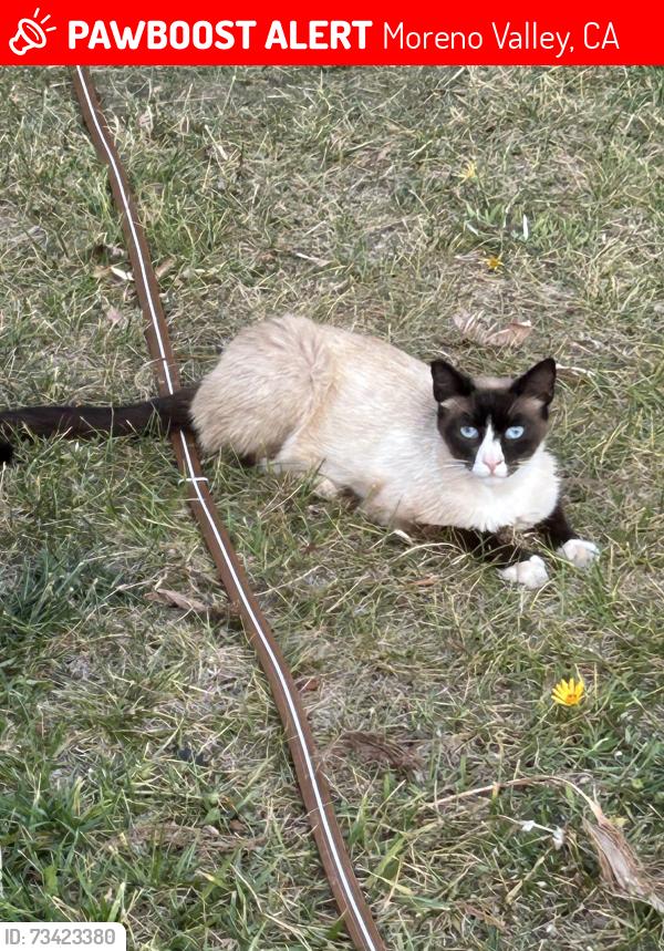 Lost Male Cat last seen Elder and Perris, Moreno Valley, CA 92555