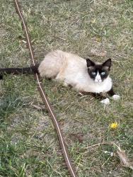 Lost Male Cat last seen Elder and Perris, Moreno Valley, CA 92555