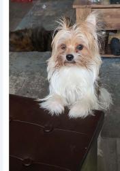 Reunited Male Dog last seen Golf link and Mohawk, Hamilton, ON 