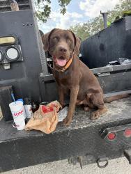 Lost Male Dog last seen FM 2114, Hubbard, TX 76648