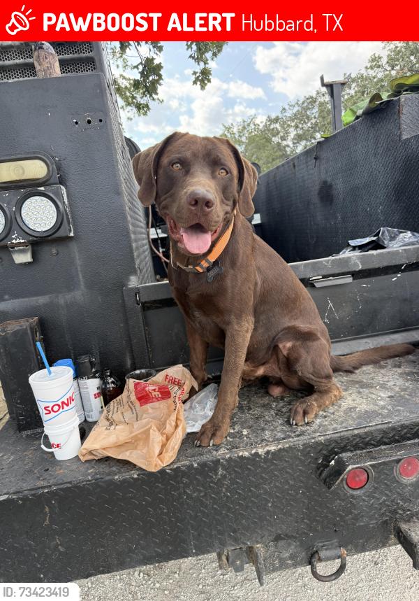 Lost Male Dog last seen FM 2114, Hubbard, TX 76648