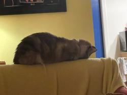 Reunited Female Cat last seen wetherly, La Mesa, CA 91941
