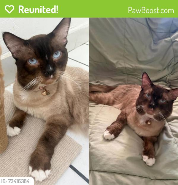 Reunited Male Cat last seen E Pacific St, Carson, CA 90745, USA, Carson, CA 90745