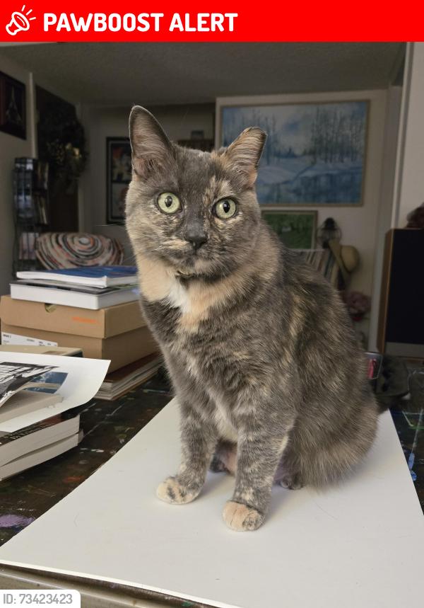 Lost Female Cat last seen Briargate and Rusty Hinge, Colorado Springs, CO 80920