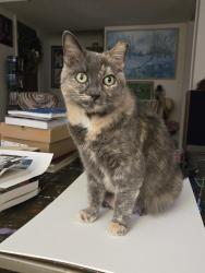 Lost Female Cat last seen Briargate and Rusty Hinge, Colorado Springs, CO 80920