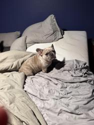 Lost Female Dog last seen Near Scribner, Houston, TX 77074