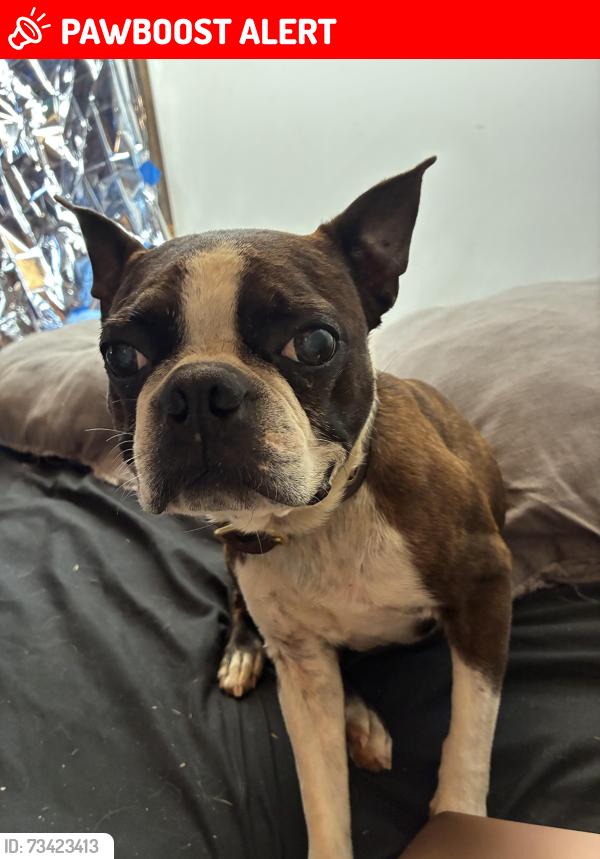 Lost Male Dog last seen S Newkirchner rd, Clackamas County, OR 97042