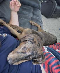 Lost Male Dog last seen Miller Heights Pakybin Park, Belton, TX 76513